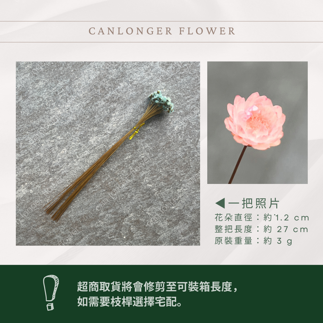 DA023 原裝乾燥小星花 巴西小星花 小雛菊 繁星花