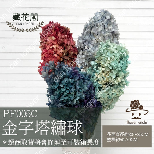 ✿ 台灣現貨 ✿ PF005C-S 盒裝金字塔繡球(約10克) 盒裝 塔繡球 木繡球 永生 漸變 小份量 DIY花材 花藝
