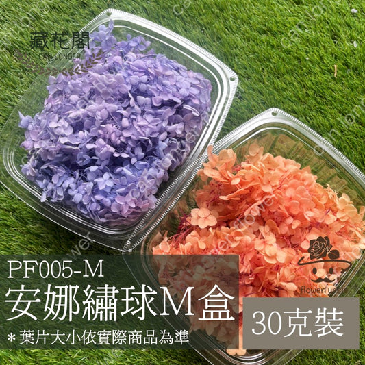 ✿ 台灣現貨 ✿ PF005-M 盒裝安娜繡球 (約30克) 盒裝 紫陽花 夢幻漸變繡球 永生花
