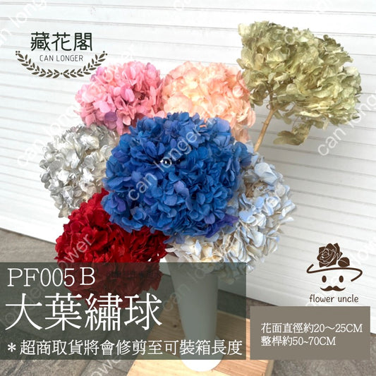 ✿ 台灣現貨 ✿  PF005B大葉繡球
