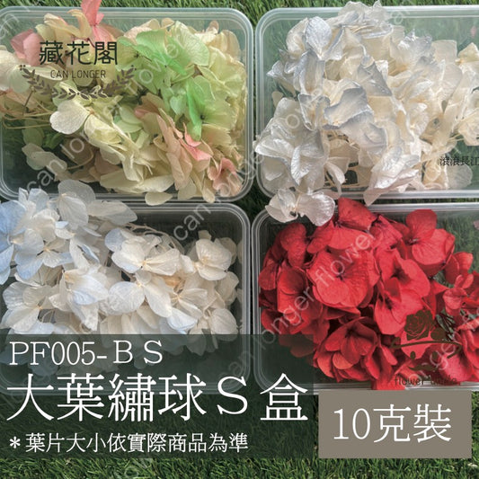 ✿ 台灣現貨 ✿ PF005BS大葉繡球(10克) 盒裝 紫陽花 夢幻漸變繡球 永生花 小份量 DIY花材 花藝